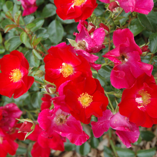 Rosa 'Flower Carpet Red'