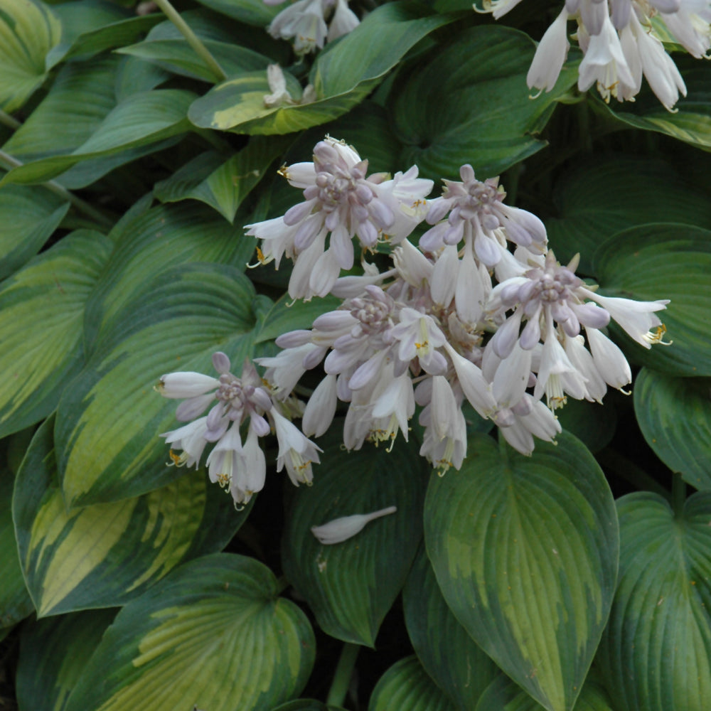 June Hosta