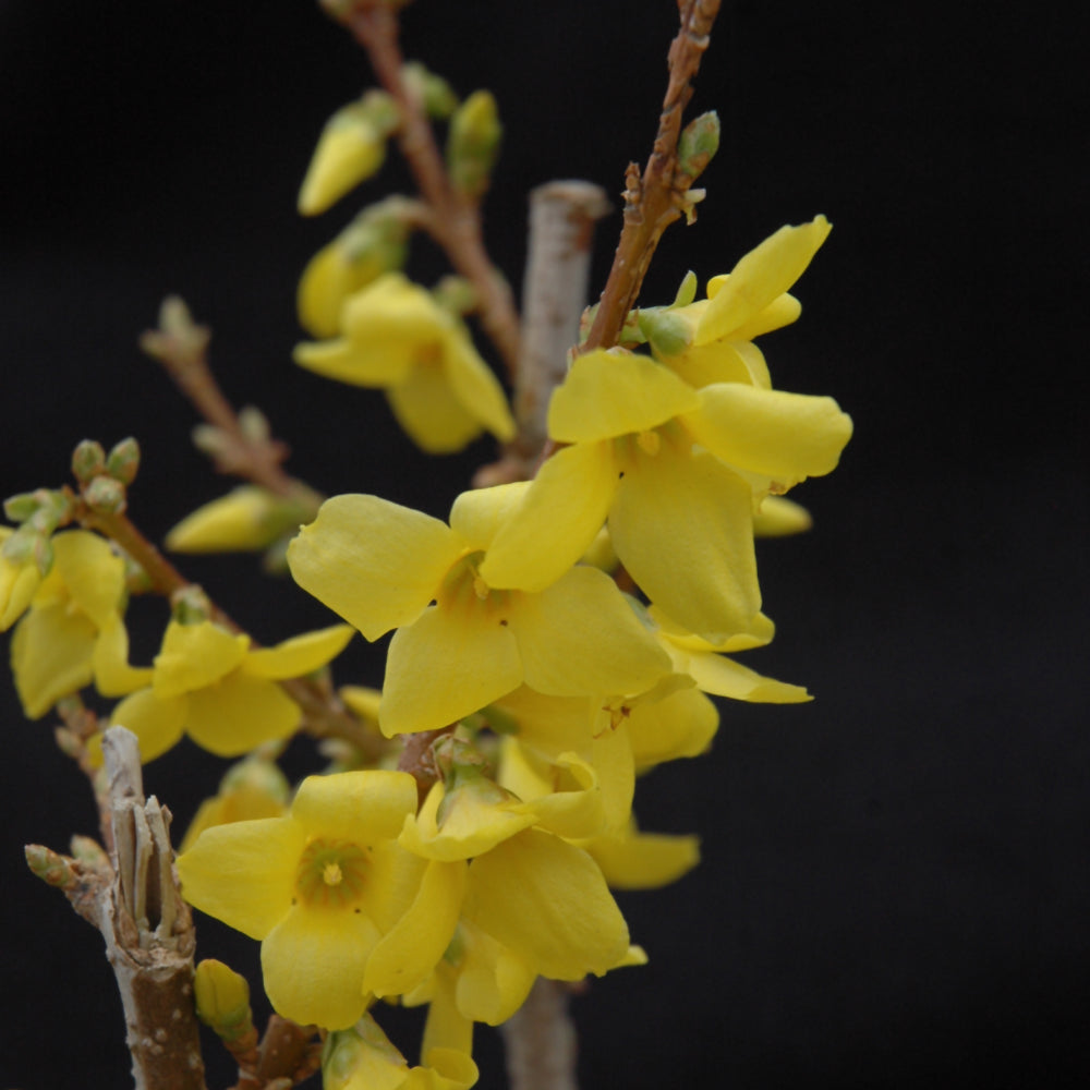 Show Off® Forsythia