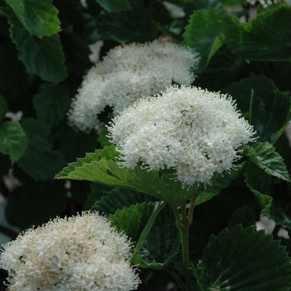 Viburnum dentatum 'Blubzam'