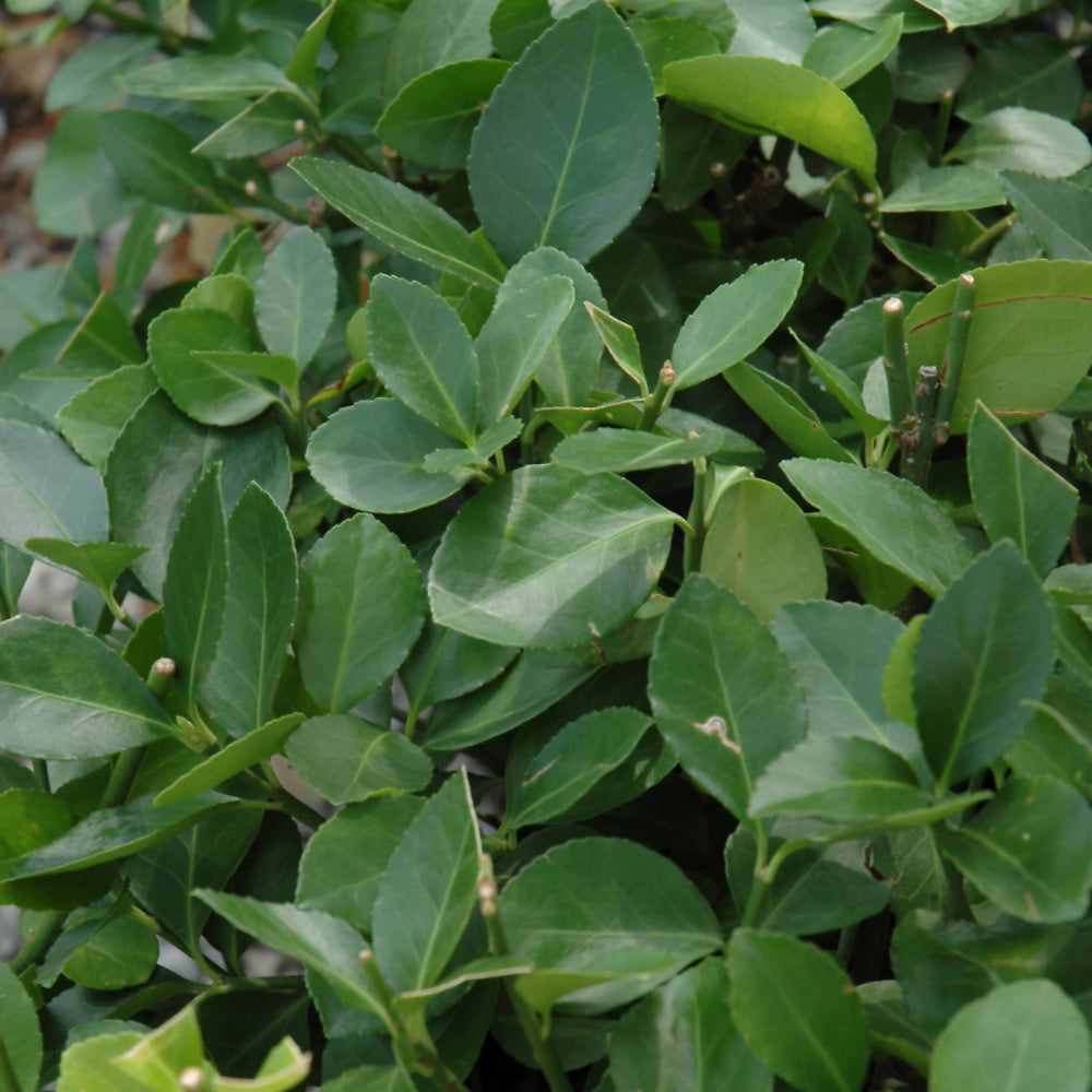 Euonymus kiautschovicus 'Manhattan'