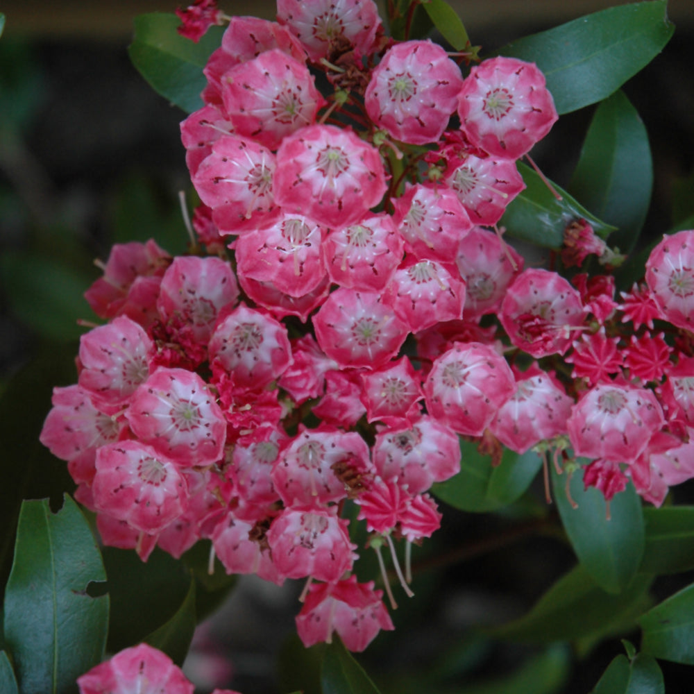 Kalmia latifolia 'Pink Charm'