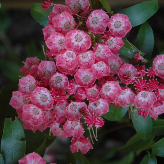 Kalmia latifolia 'Pink Charm'