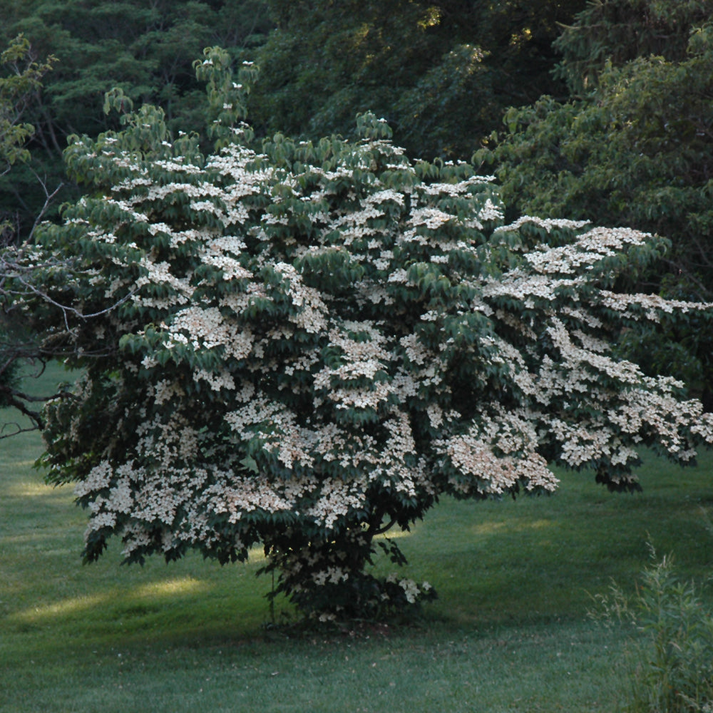 Milky Way Chinese Dogwood