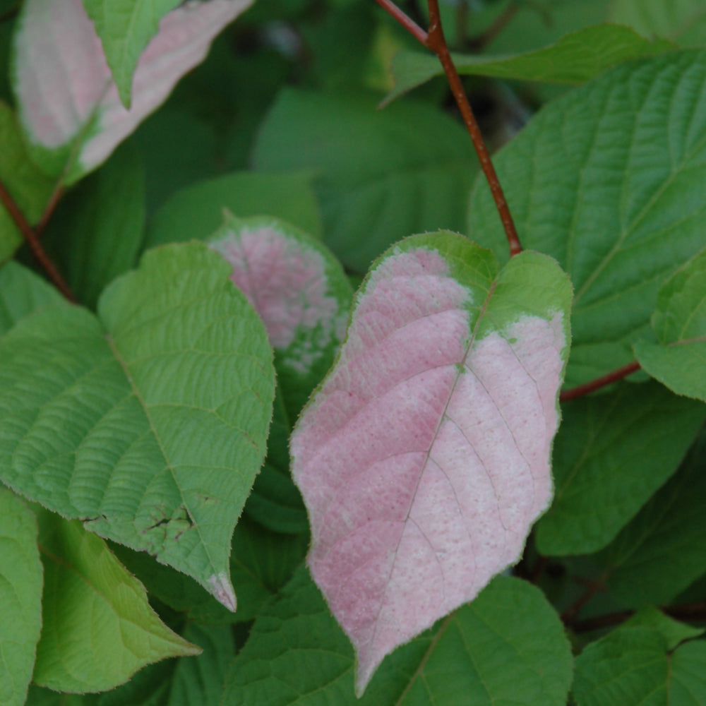 Actinidia kolomikta 'September Sun'