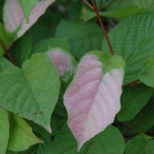 Actinidia kolomikta 'September Sun'