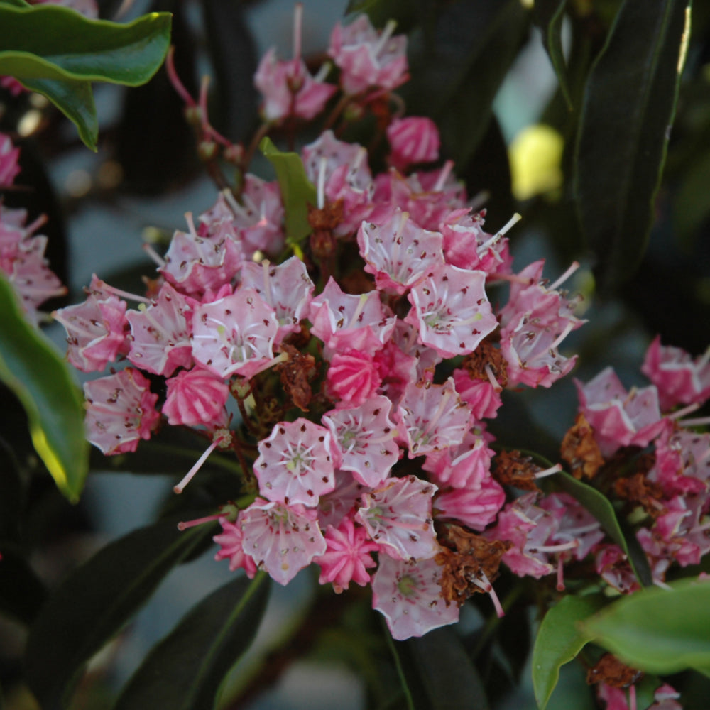 Kalmia latifolia 'Nathan Hale'