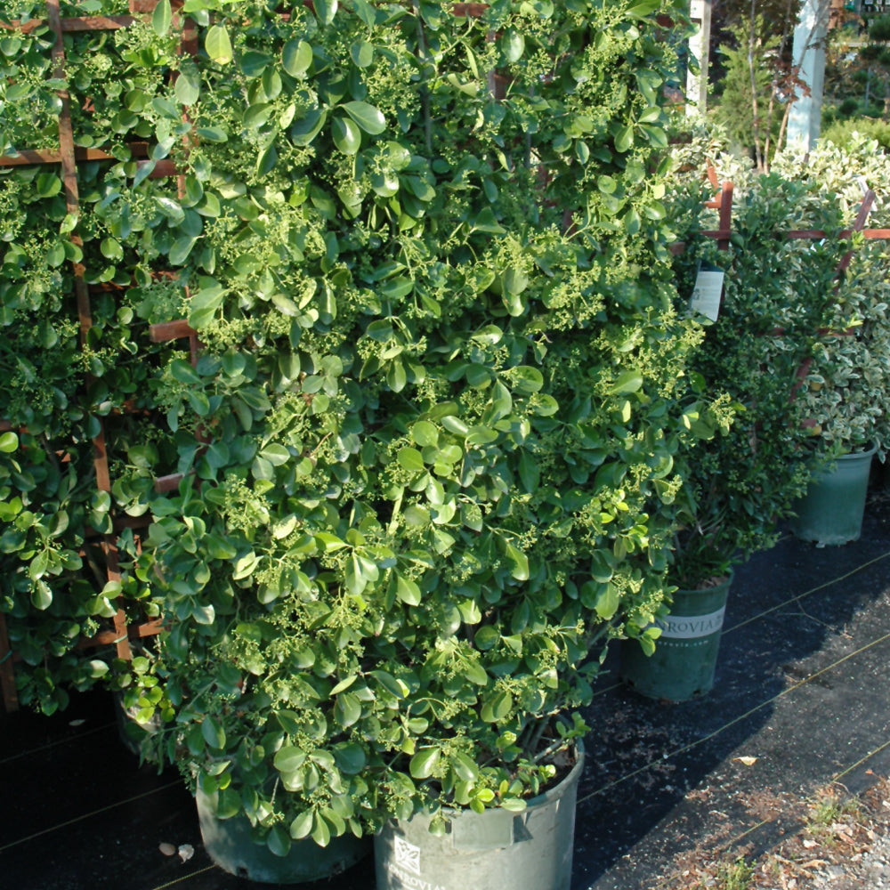 Manhattan Spreading Euonymus