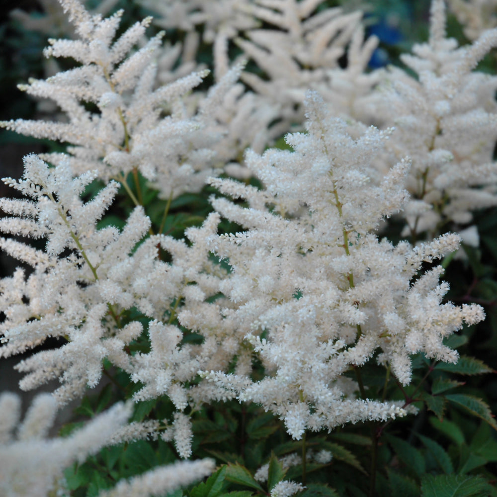 Astilbe japonica 'Deutschland'