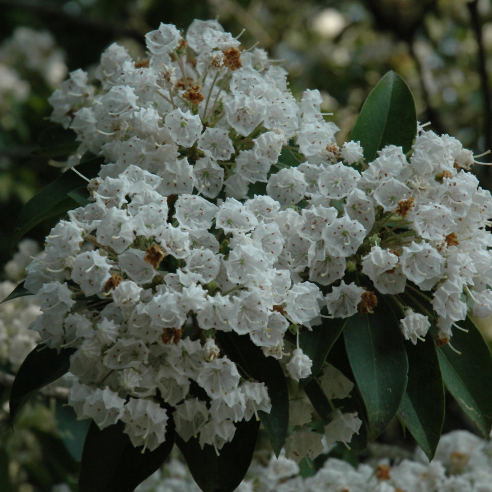 Kalmia latifolia