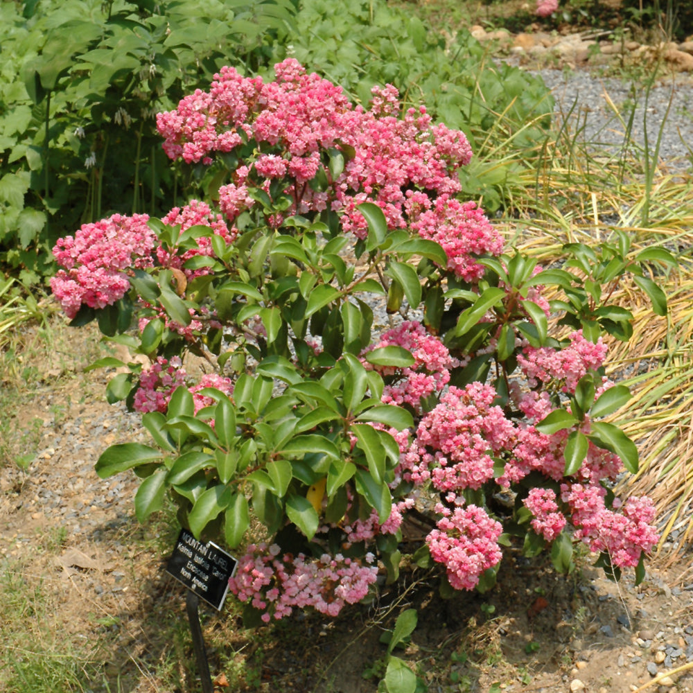 Carol Mountain Laurel