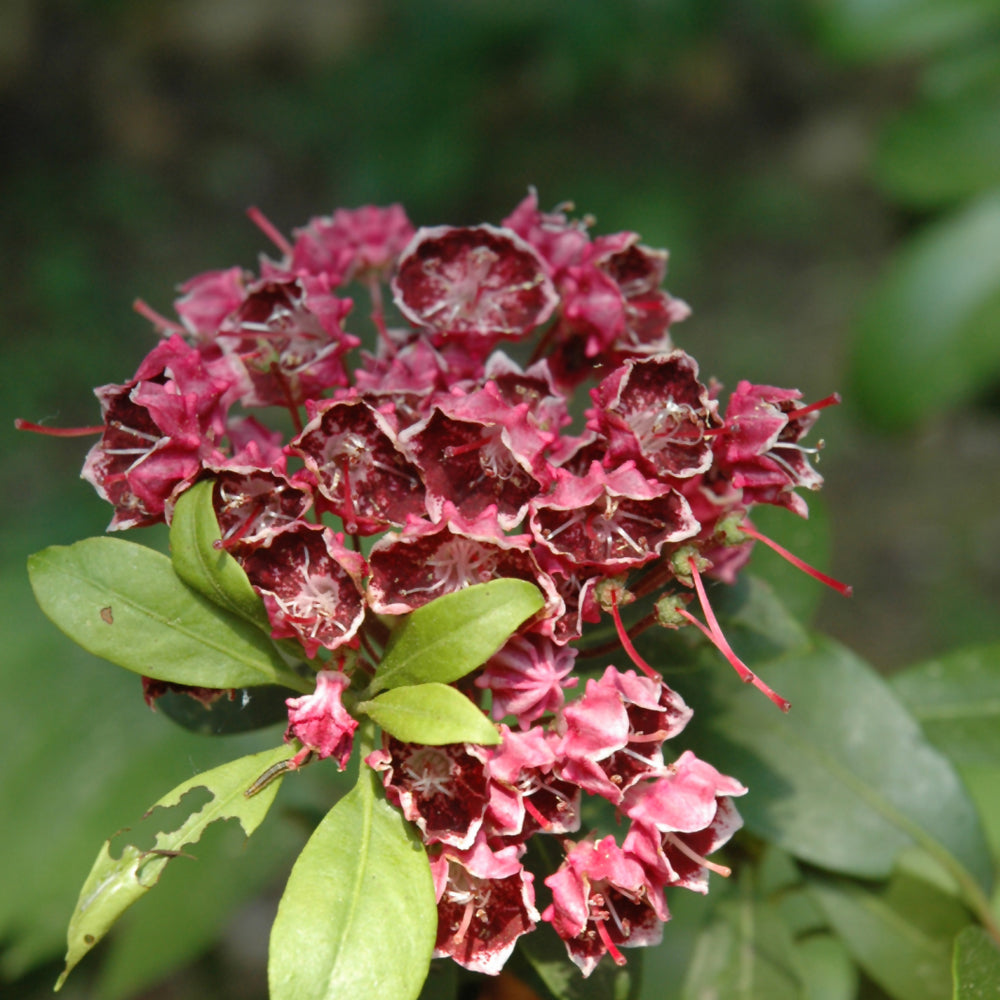 Kalmia latifolia 'Kaleidoscope'