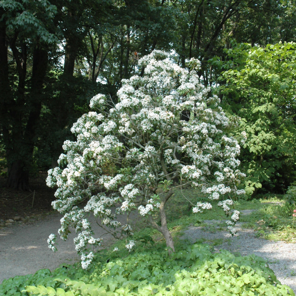 Mountain Laurel