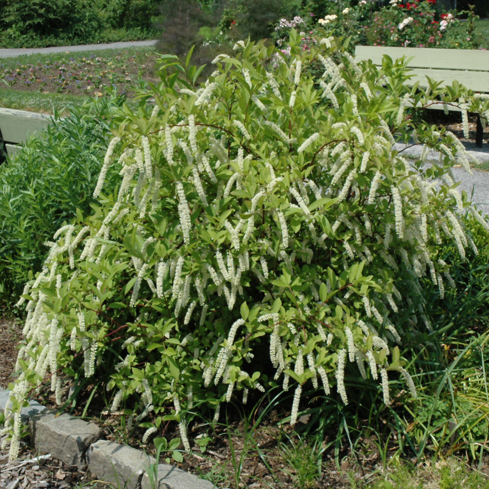 Itea virginica 'Sprich'