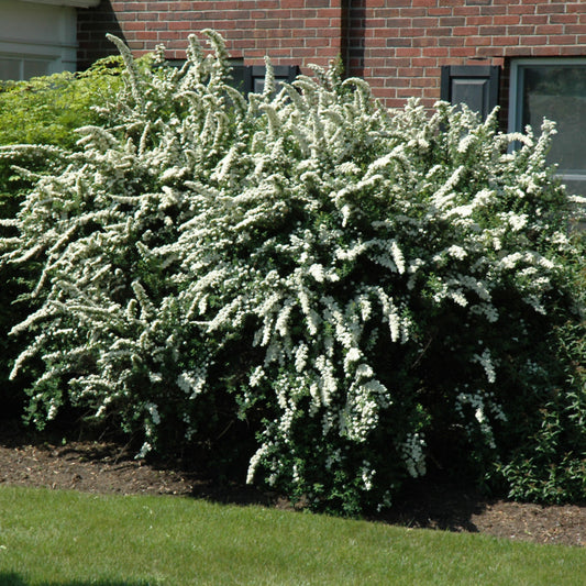 Spiraea x vanhouttei 'Renaissance'