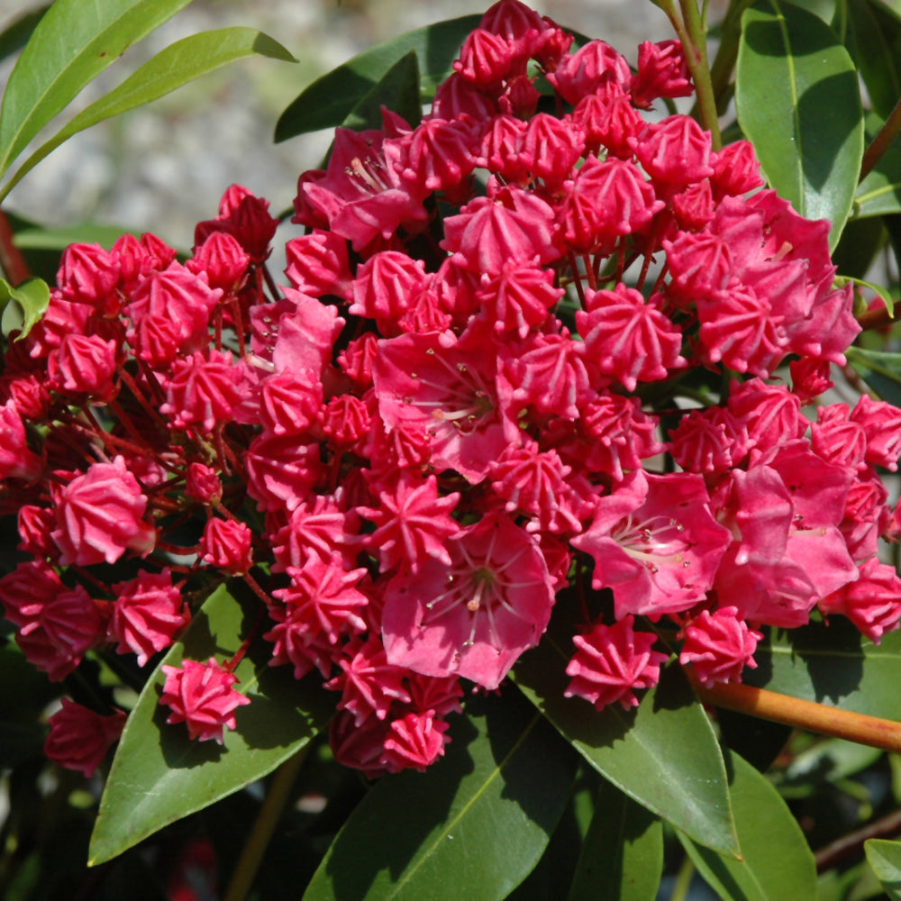 Raspberry Glow Mountain Laurel