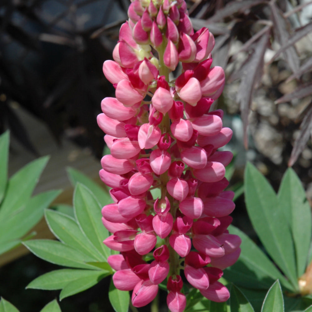 Lupinus 'Gallery Red'