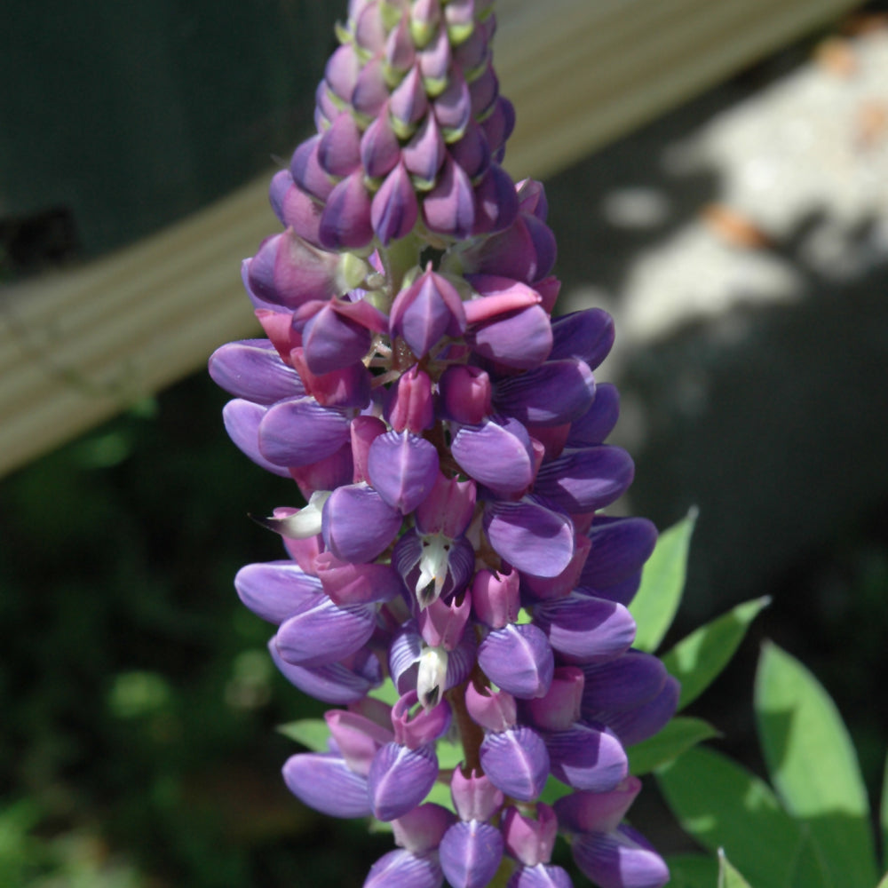 Lupinus 'Gallery Blue'