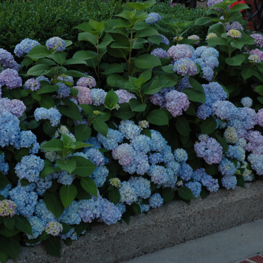 Nikko Blue Hydrangea