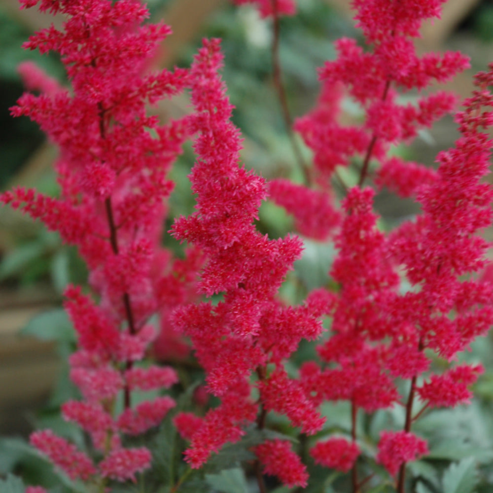 Astilbe x arendsii 'Fanal'