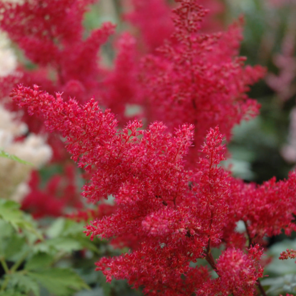 Astilbe japonica 'Montgomery'