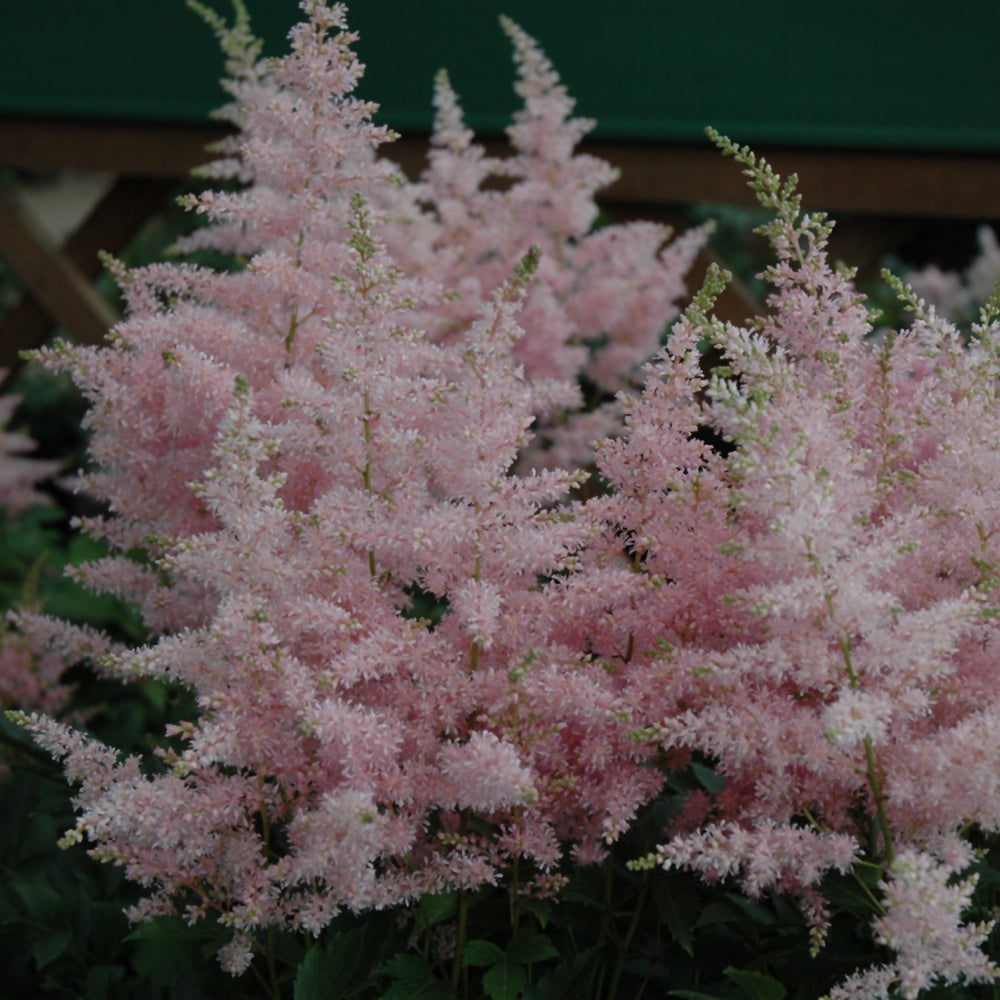 Astilbe 'Verssilverypink'