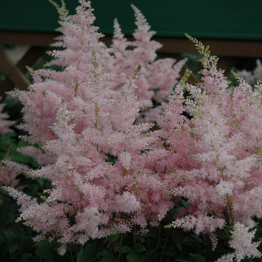 Astilbe 'Verssilverypink'