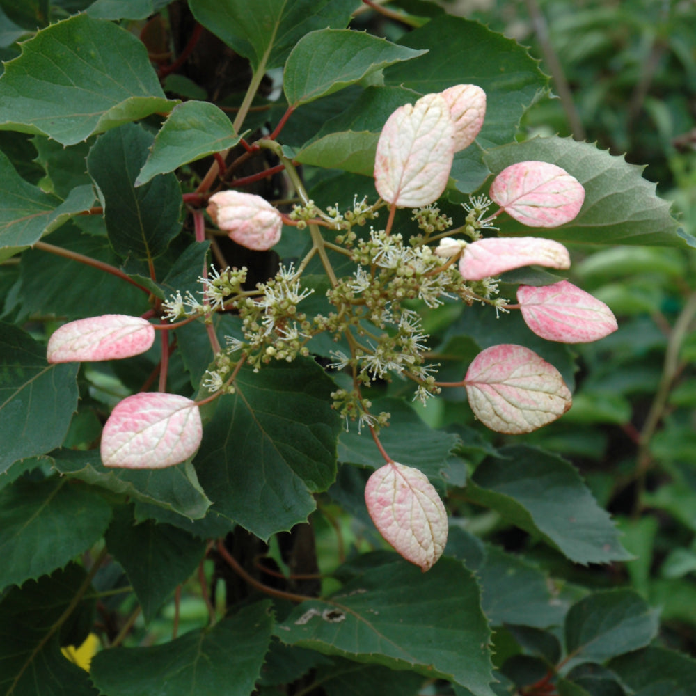 Schizophragma hydrangeoides 'Moonlight'