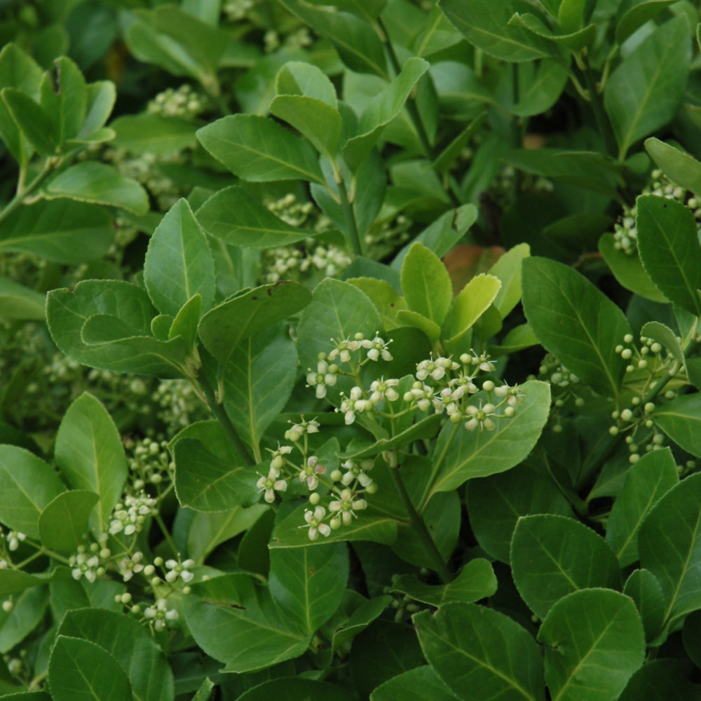 Manhattan Spreading Euonymus