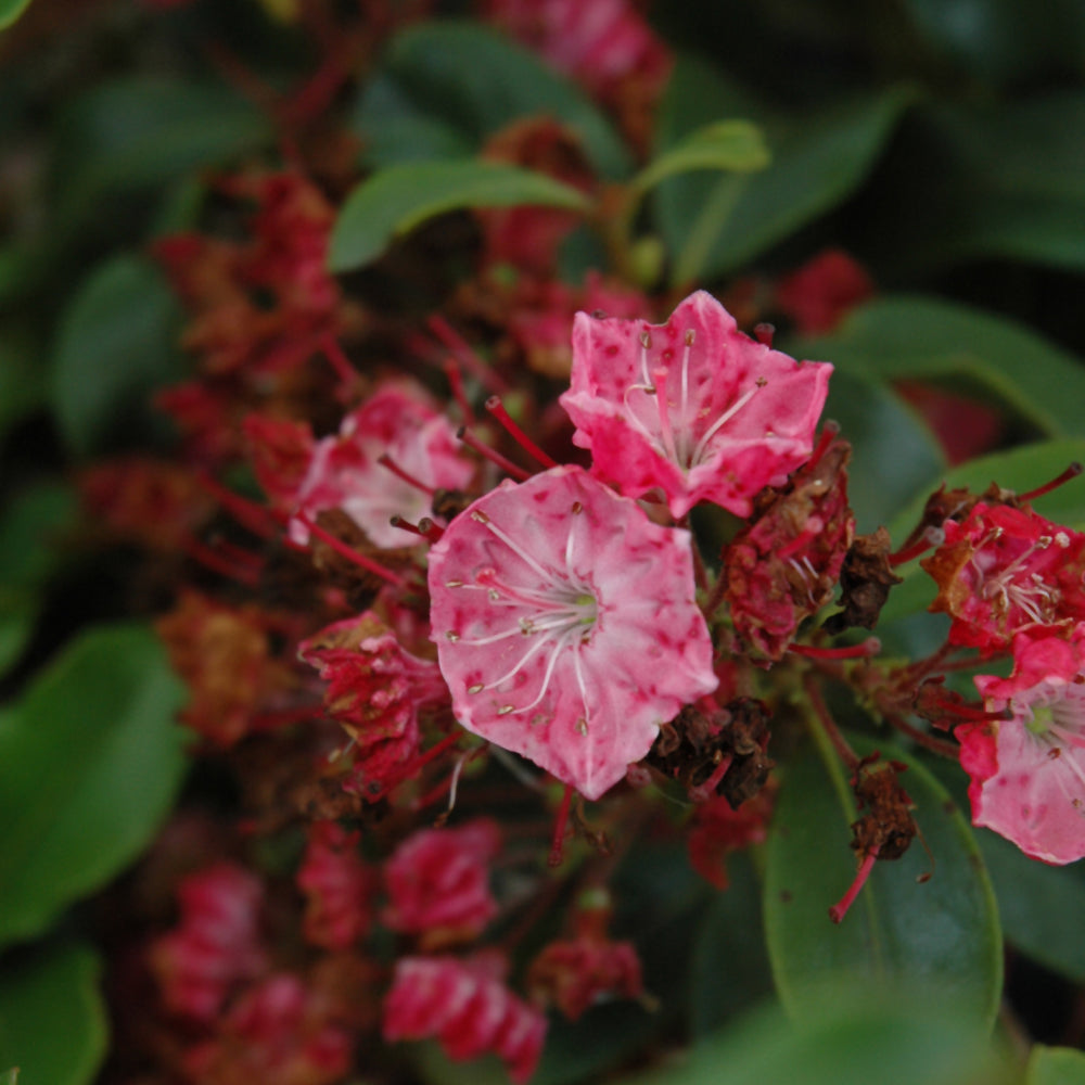 Kalmia latifolia 'Raspberry Glow'