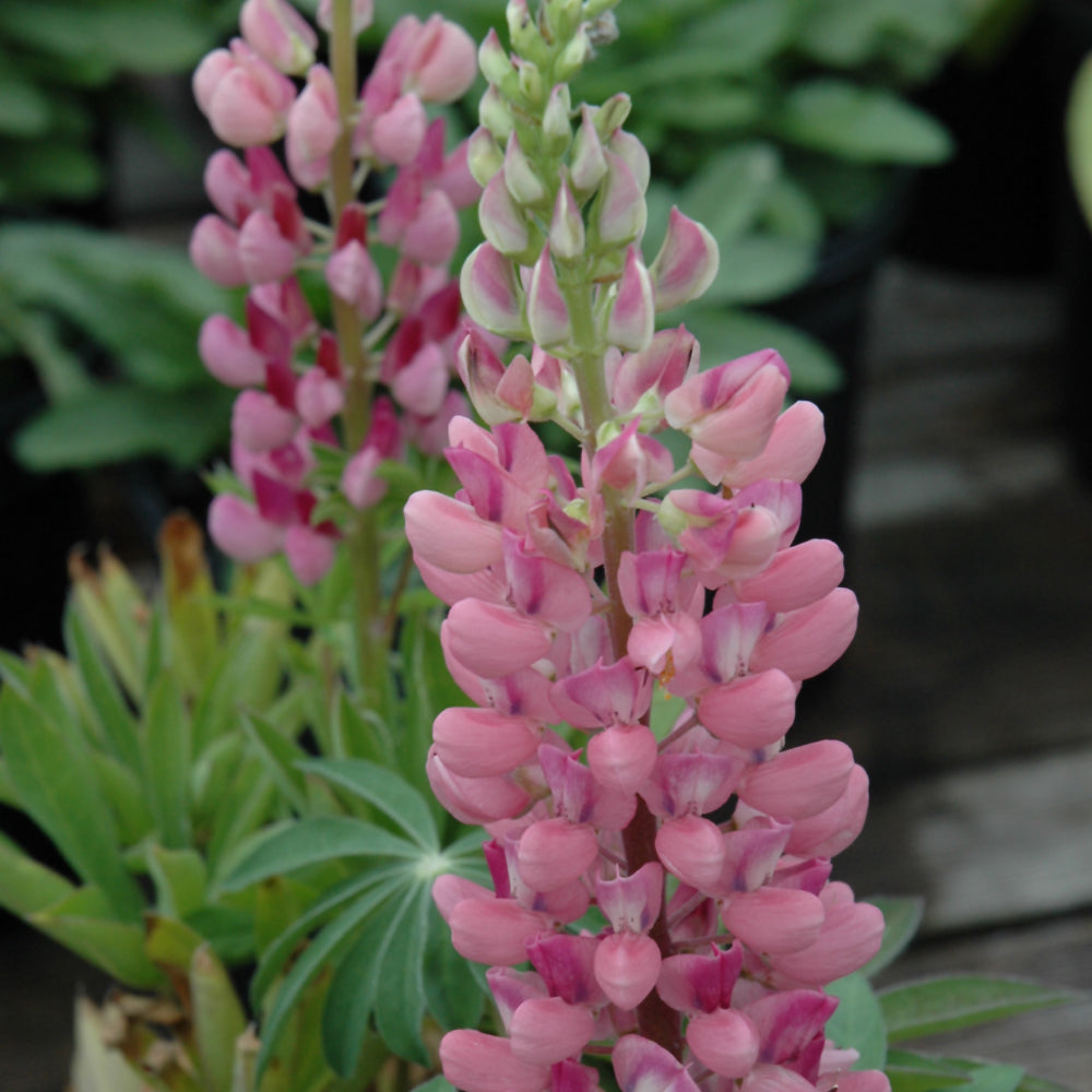 Lupinus 'Gallery Pink'