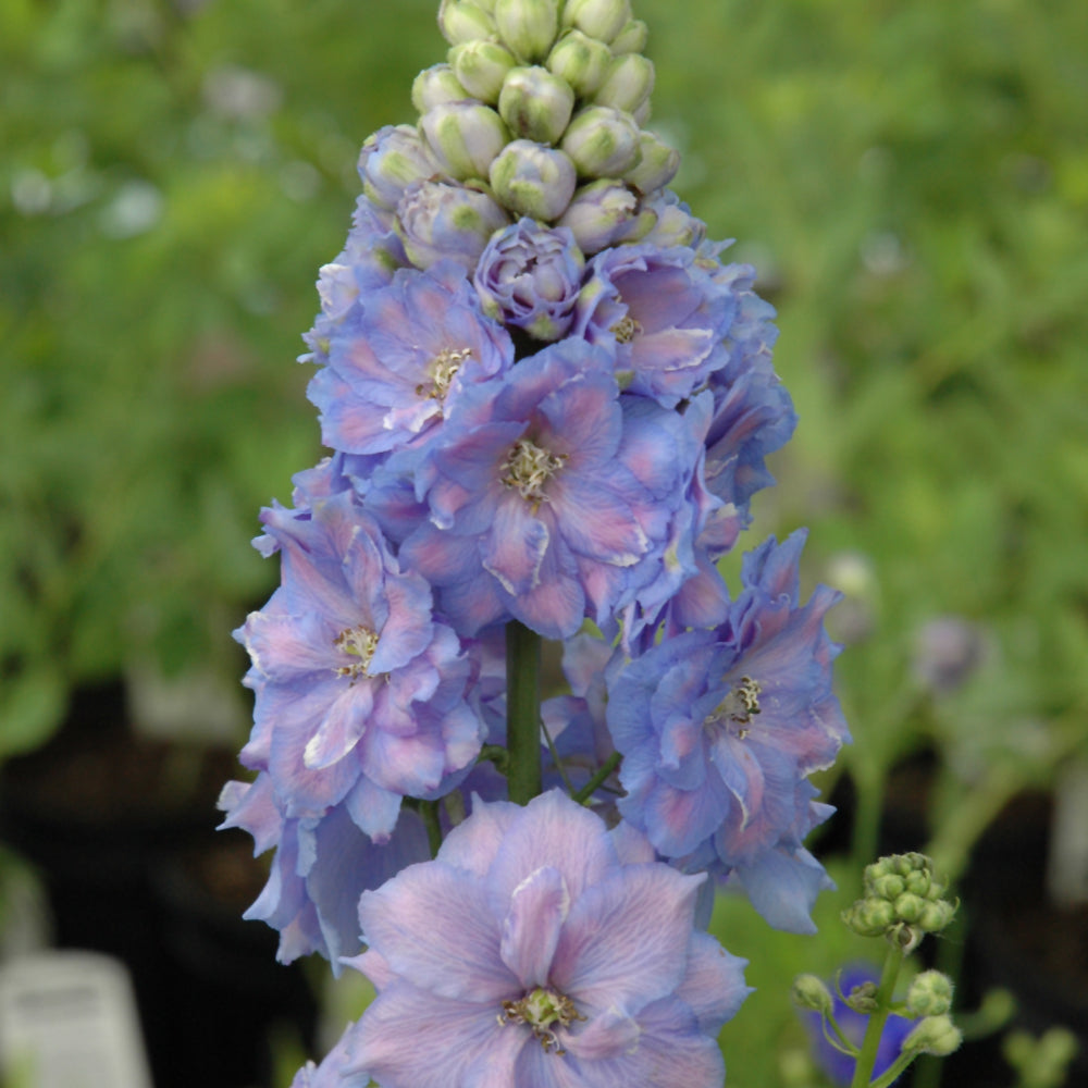 Blue Lace Larkspur