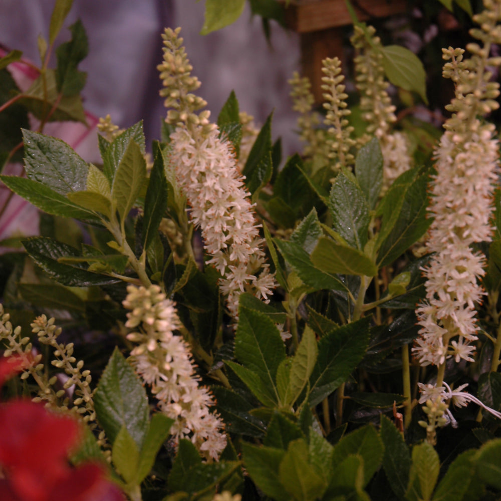 Clethra alnifolia 'Sixteen Candles'