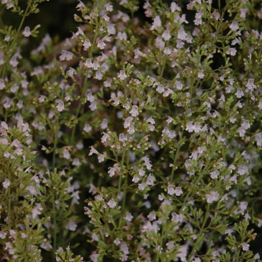 Calamintha nepeta 'Montrose White'