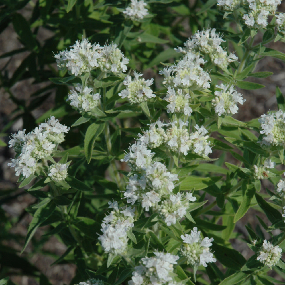 Hairy Mountain Mint