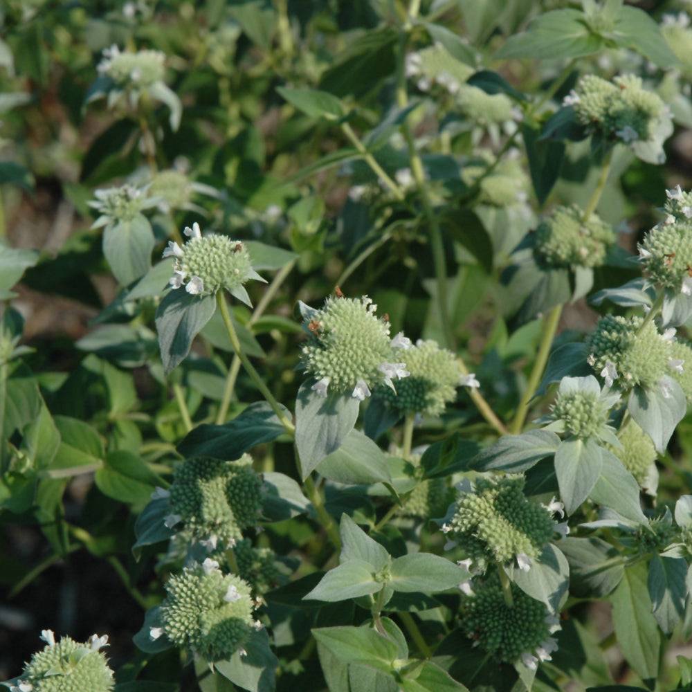 Pycnanthemum muticum