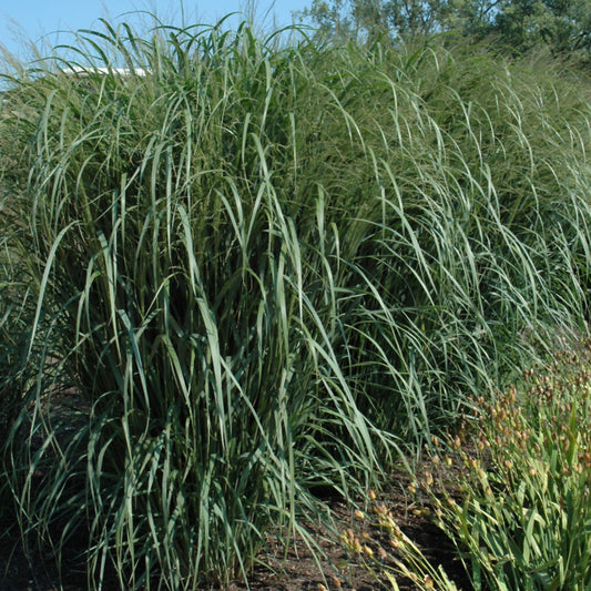 Panicum virgatum 'Thundercloud'