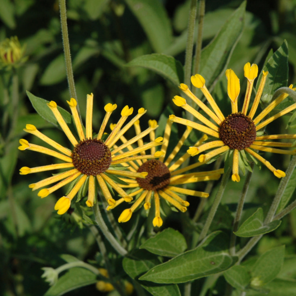 Rudbeckia subtomentosa 'Henry Eilers'