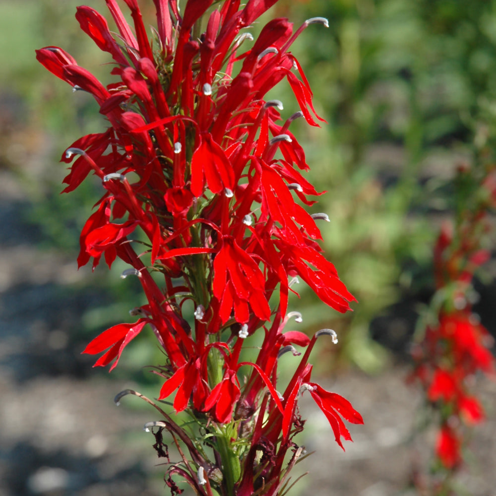 Lobelia cardinalis