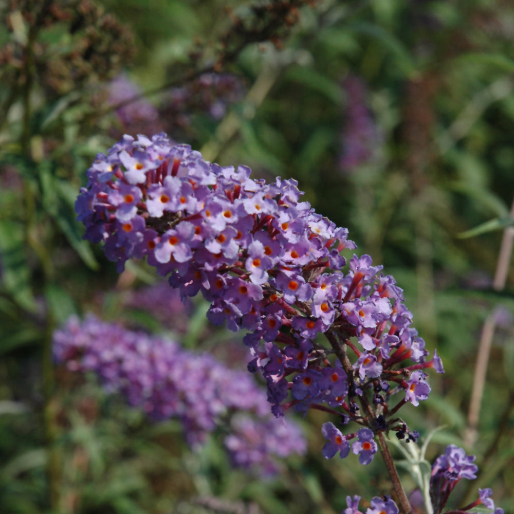 Buddleia davidii 'Nanho Blue'