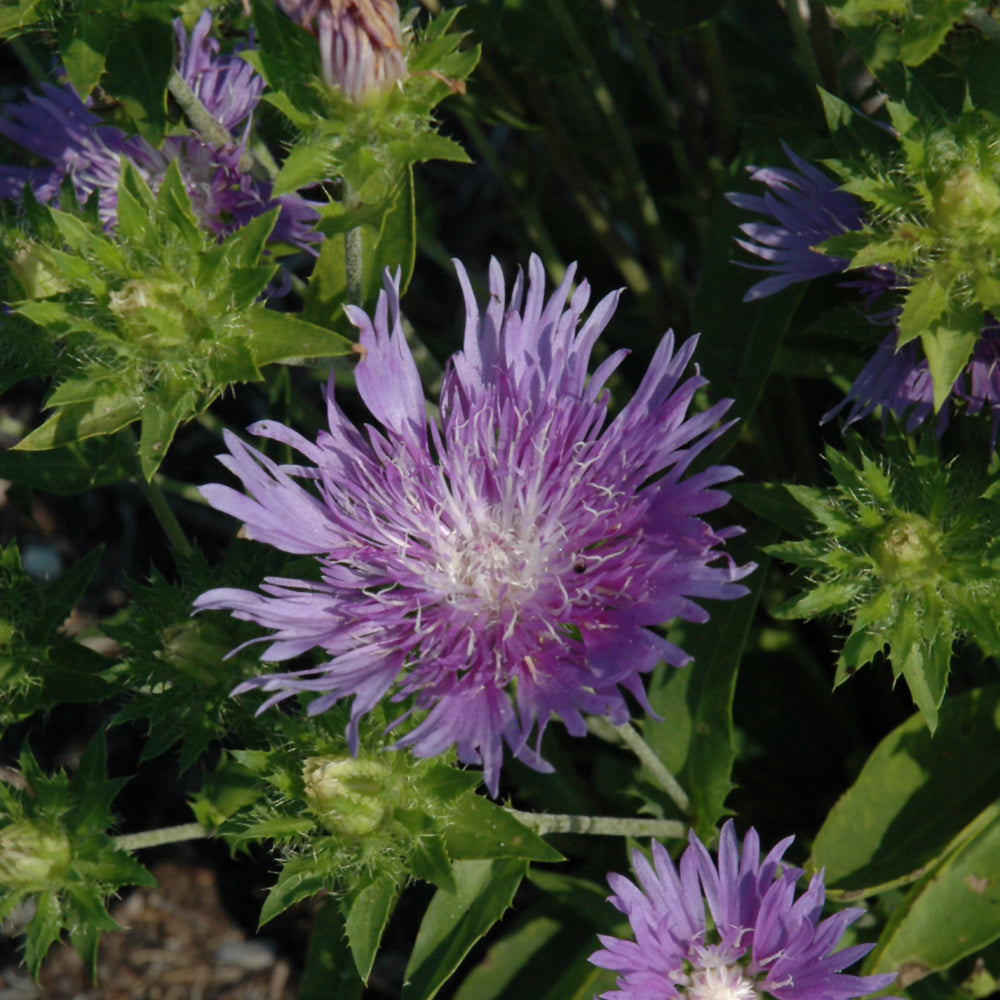 Stokesia laevis 'Peachie's Pick'