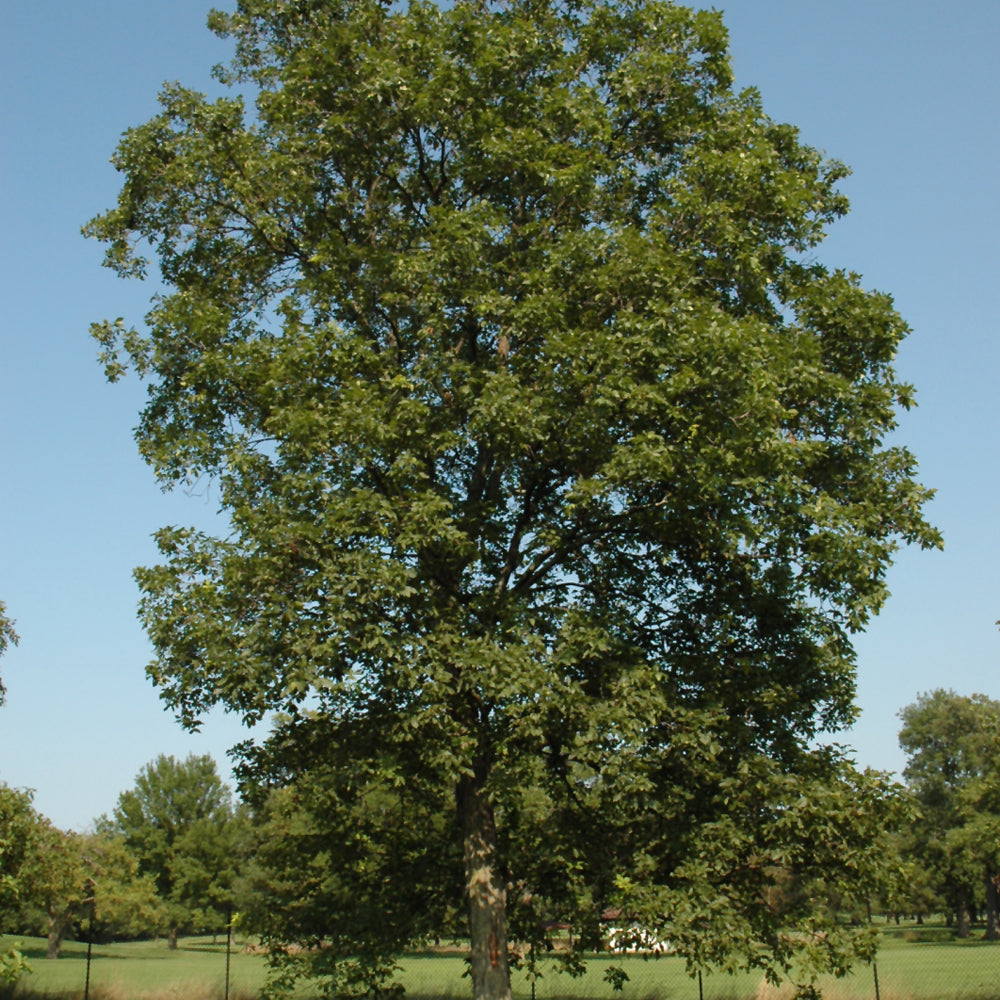 Carya ovata