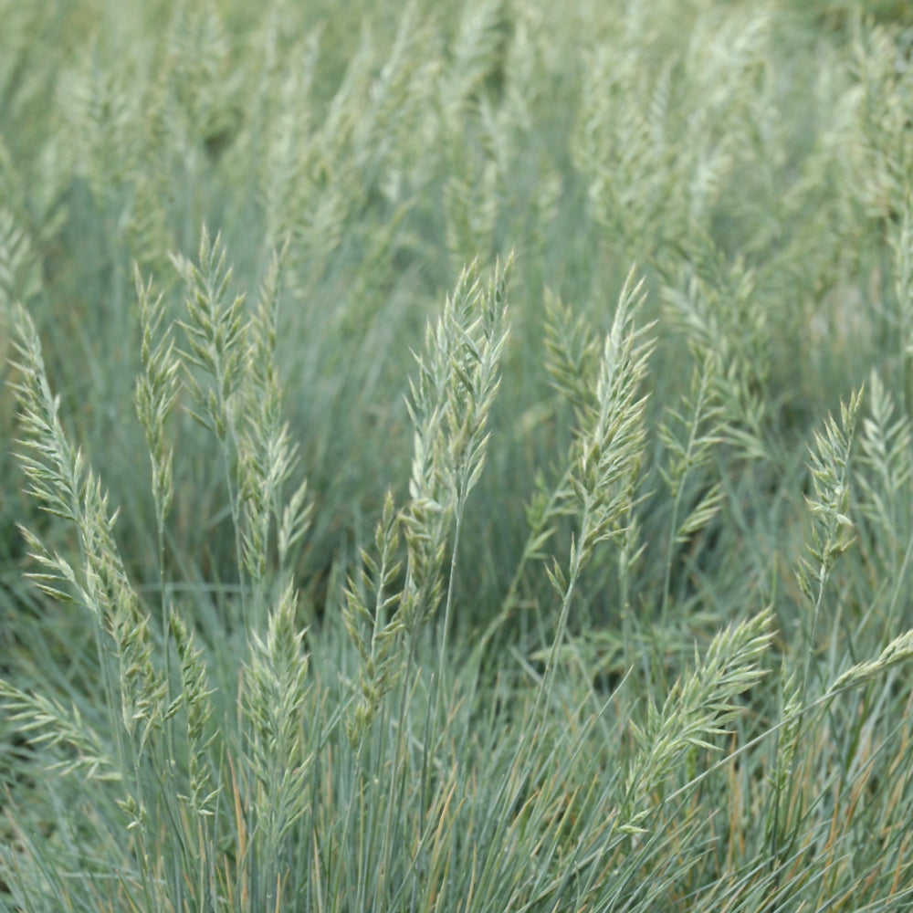 Elijah Blue Fescue