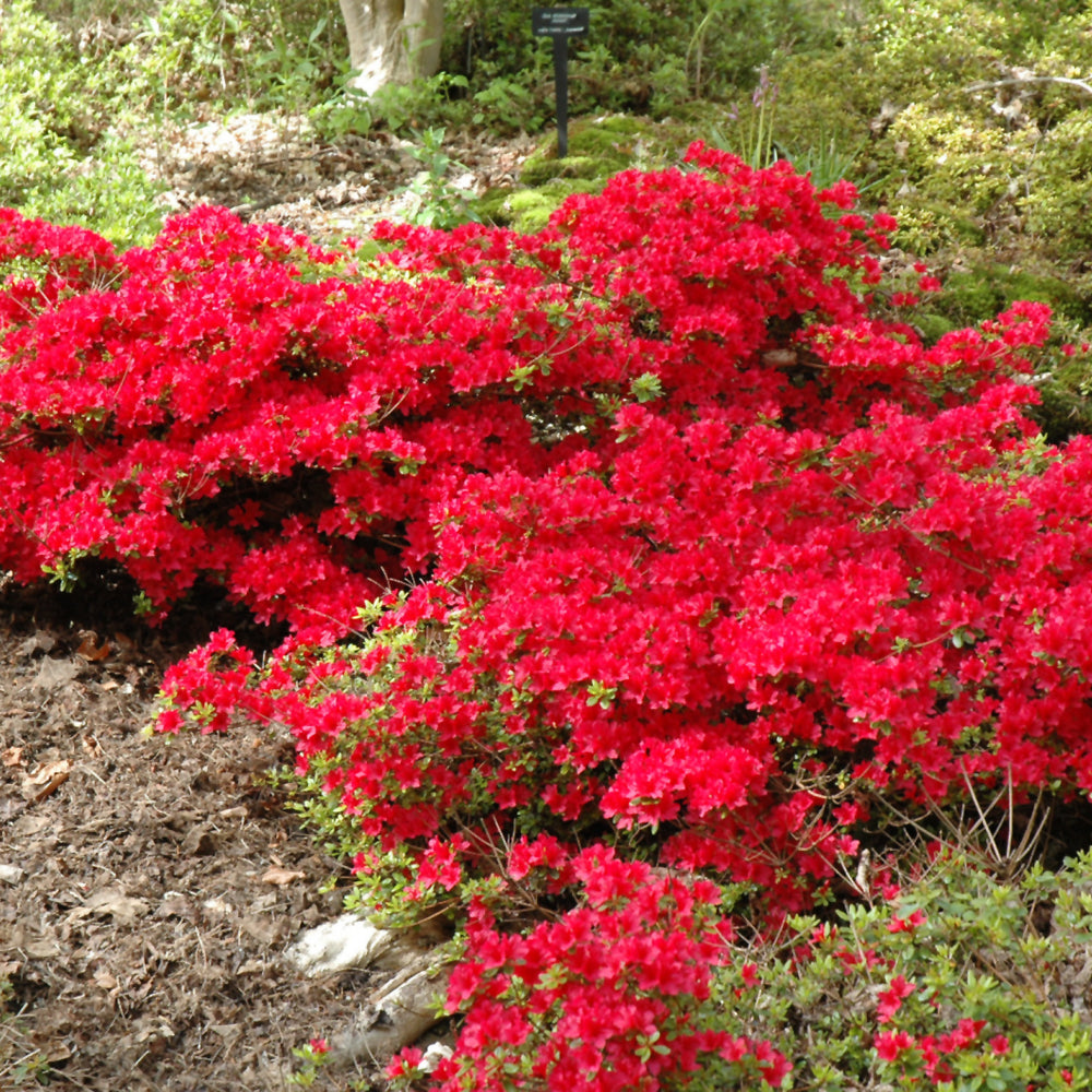 Hino Crimson Azalea