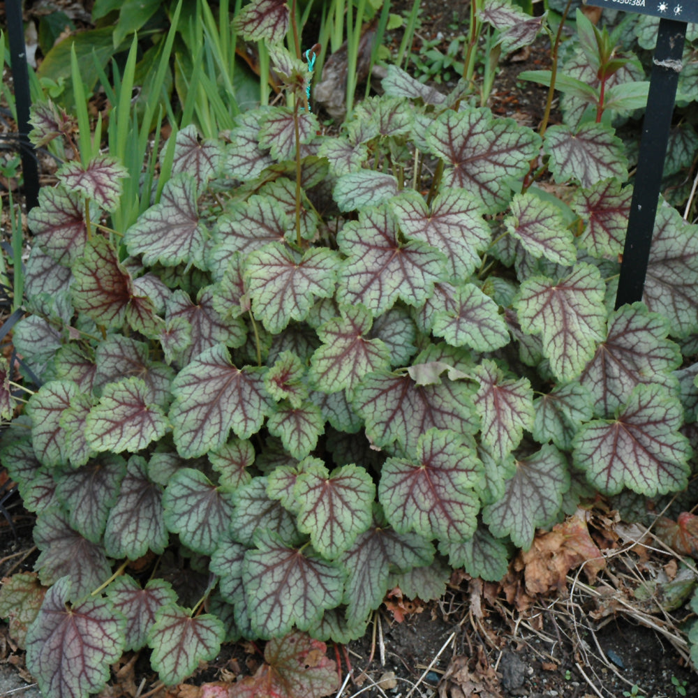 Green Spice Coral Bells