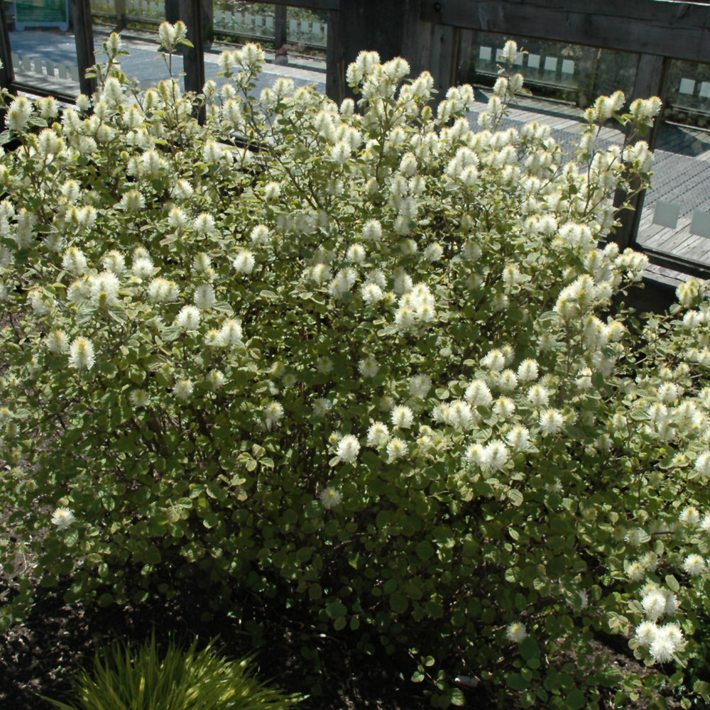 Mt. Airy Fothergilla