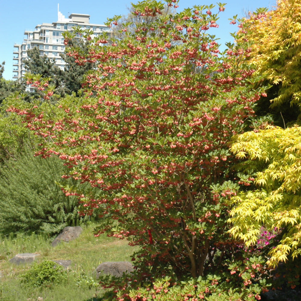 Redvein Enkianthus