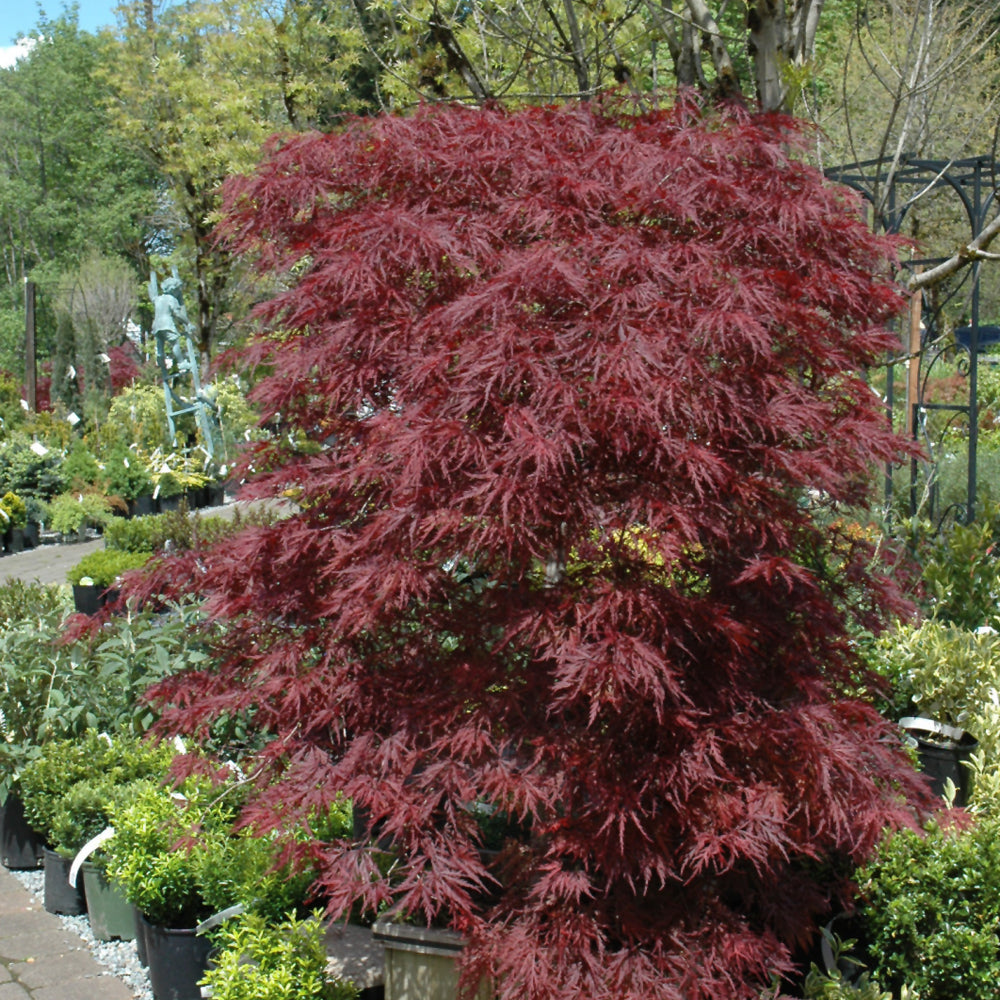 Ruby Ribons Japanese Maple Red Dragon Japanese Maple – Weston Nurseries