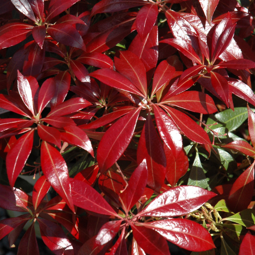 Katsura Japanese Pieris