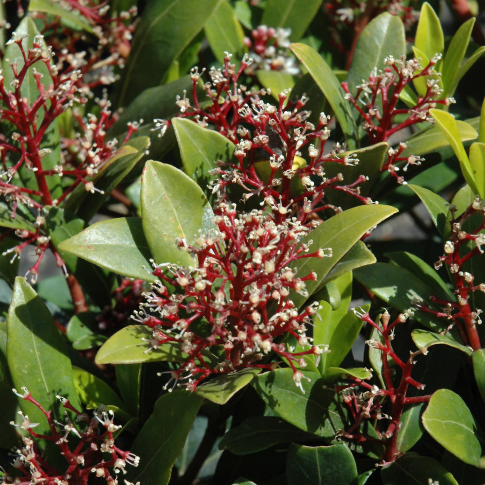 Skimmia japonica 'Male'